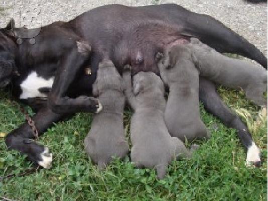 PoulaTo: CANE CORSO
